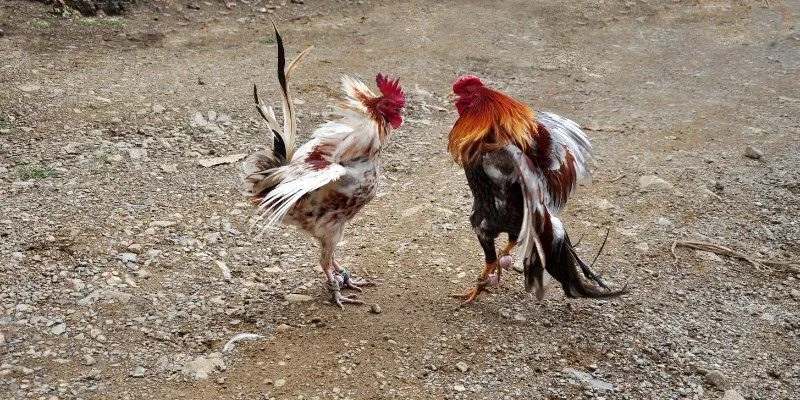 Luật chơi đá gà cựa dao Kubet chi tiết cho người mới